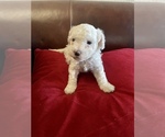 Small Photo #12 ShihPoo Puppy For Sale in SPRING VALLEY, CA, USA