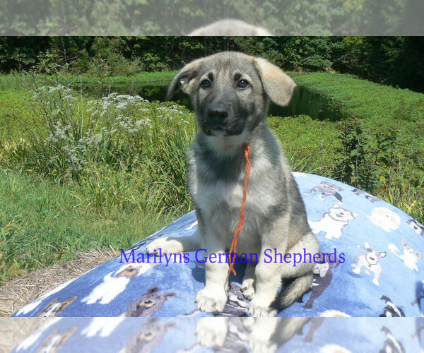 Medium Photo #6 German Shepherd Dog Puppy For Sale in PIEDMONT, MO, USA