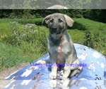 Small #5 German Shepherd Dog