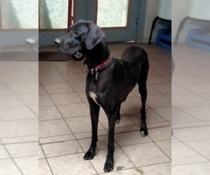 Mother of the Great Dane puppies born on 03/22/2025