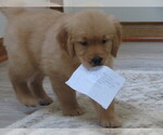 Small #4 Golden Retriever