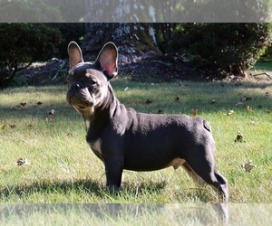 Medium French Bulldog
