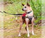 Small #2 Chihuahua