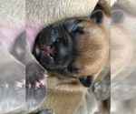 Small Photo #8 French Bulldog Puppy For Sale in APTOS, CA, USA
