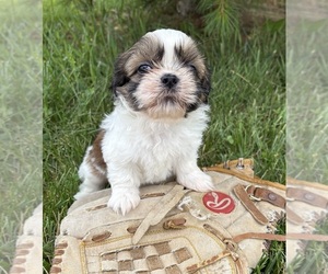 Shih Tzu Puppy for sale in MIDDLEBURY, IN, USA