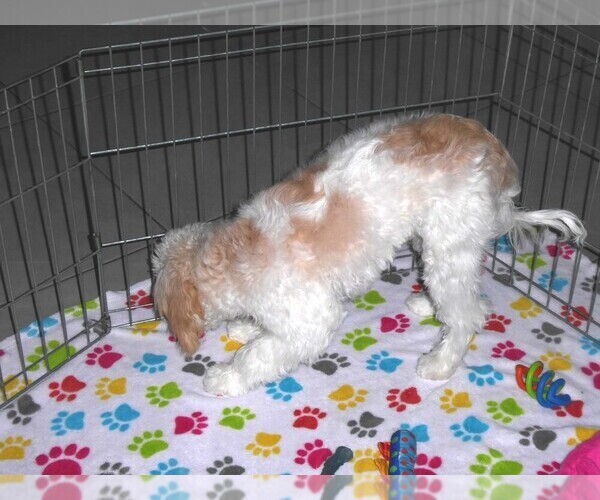 Medium Photo #8 Cavapoo-Poodle (Miniature) Mix Puppy For Sale in ORO VALLEY, AZ, USA