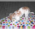 Small #7 Cavapoo-Poodle (Miniature) Mix