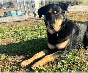 Beauceron-Rottweiler Mix Dogs for adoption in Houston, TX, USA