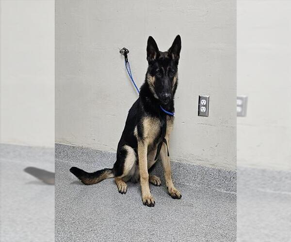 Medium Photo #1 German Shepherd Dog Puppy For Sale in Pasadena, TX, USA