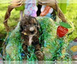 Double Doodle Puppy for sale in FRIENDSWOOD, TX, USA