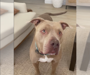 PUDGE - Male American Pit Bull Terrier-Unknown Mix Dog for Adoption - Photo #7