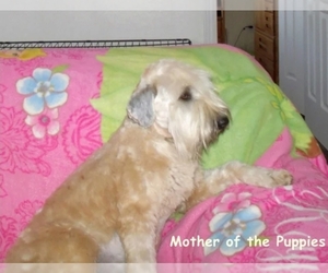 Mother of the Soft Coated Wheaten Terrier puppies born on 03/26/2026