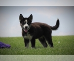 Small Photo #2 Siberian Husky Puppy For Sale in BLUFORD, IL, USA