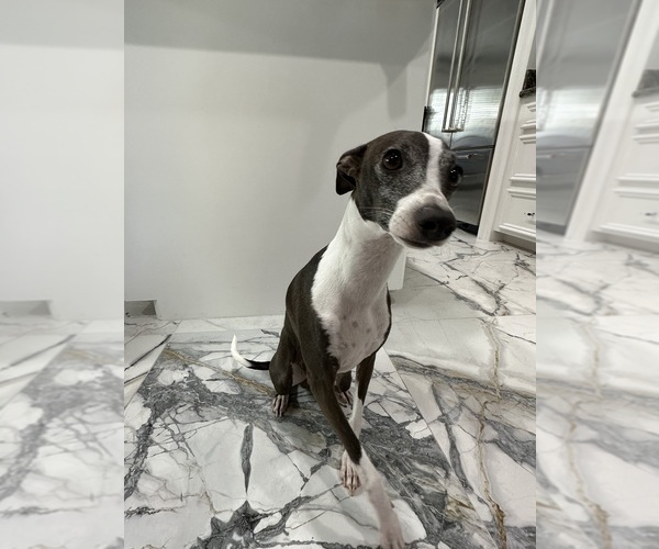 Medium Photo #1 Italian Greyhound Puppy For Sale in SPLENDORA, TX, USA