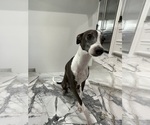 Small Photo #1 Italian Greyhound Puppy For Sale in SPLENDORA, TX, USA