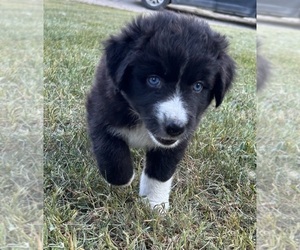 Australian Shepherd Puppy for sale in TUSTIN, MI, USA