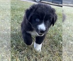 Image preview for Ad Listing. Nickname: Frankie