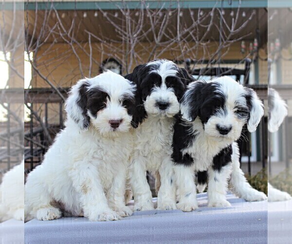 Medium Photo #3 Portuguese Water Dog Puppy For Sale in STRASBURG, PA, USA