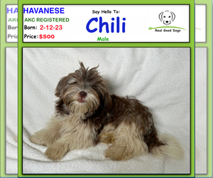 Havanese Puppy for sale in ALBION, IN, USA