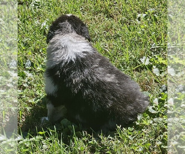 Medium Photo #5 Australian Shepherd Puppy For Sale in NELSON, VA, USA