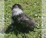 Steven - Male Australian Shepherd Puppy for Sale - Photo #5