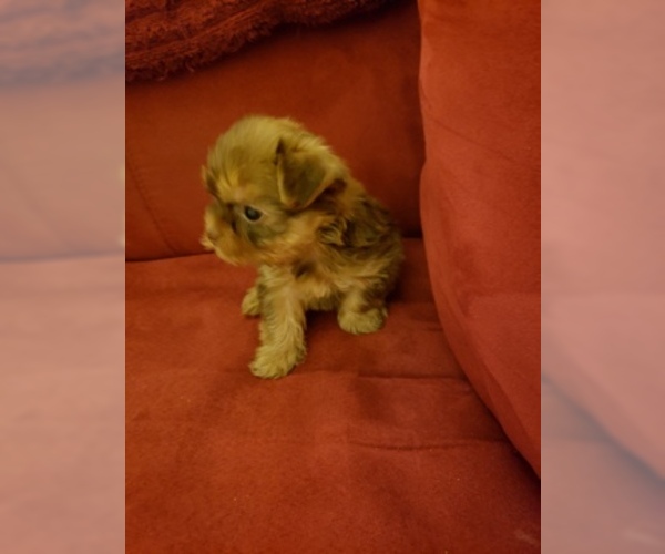 Medium Photo #3 Yorkshire Terrier Puppy For Sale in SAINT PETERSBURG, FL, USA