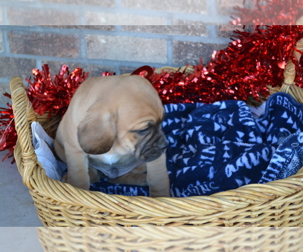 Medium Photo #21 Jug Puppy For Sale in GREENWOOD, WI, USA
