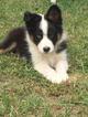 Small Photo #1 Australian Shepherd Puppy For Sale in CANTON, MA, USA