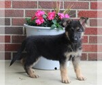 Small Photo #4 German Shepherd Dog Puppy For Sale in FREDERICKSBURG, OH, USA