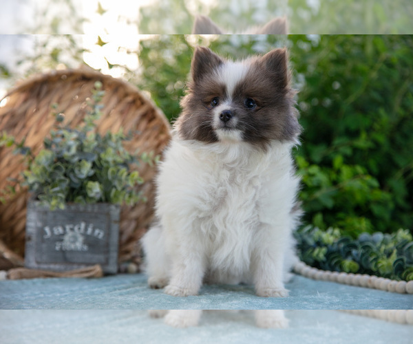 Medium Photo #12 Pomeranian Puppy For Sale in SHILOH, OH, USA