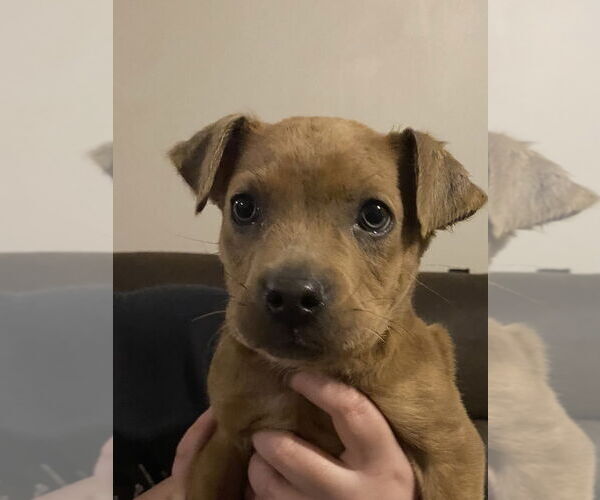 Medium Photo #2 Mutt Puppy For Sale in Aurora, IN, USA