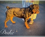 Small Photo #1 Rottweiler Puppy For Sale in BERNVILLE, PA, USA