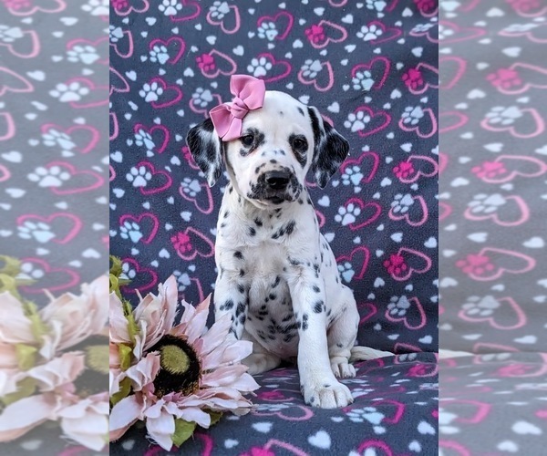 Medium Photo #2 Dalmatian Puppy For Sale in QUARRYVILLE, PA, USA
