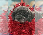 Small #1 Shih Tzu