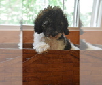 Puppy 0 Miniature Bernedoodle
