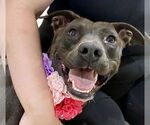 Small #10 American Pit Bull Terrier-Labrador Retriever Mix