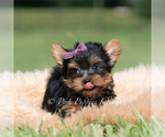 Small Photo #63 Yorkshire Terrier Puppy For Sale in WARSAW, IN, USA