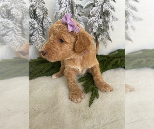 Medium Photo #12 Goldendoodle Puppy For Sale in JENKS, OK, USA