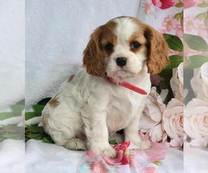 Cavalier King Charles Spaniel Puppy for sale in CANANDAIGUA, NY, USA