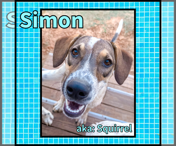 Medium Photo #2 Collie Puppy For Sale in Denton, TX, USA