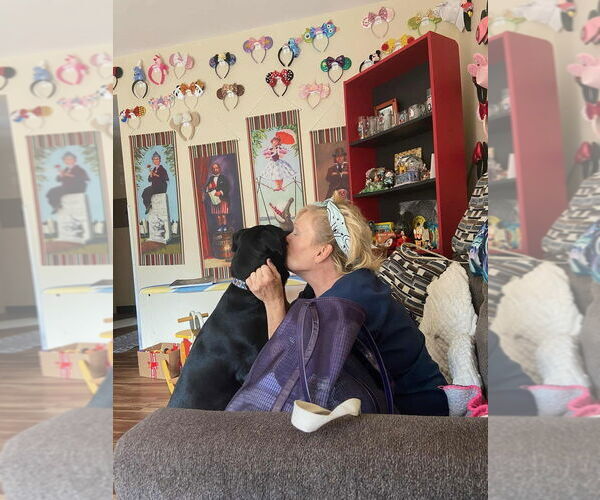 Medium Photo #4 Labrador Retriever Puppy For Sale in FRAMINGHAM, MA, USA