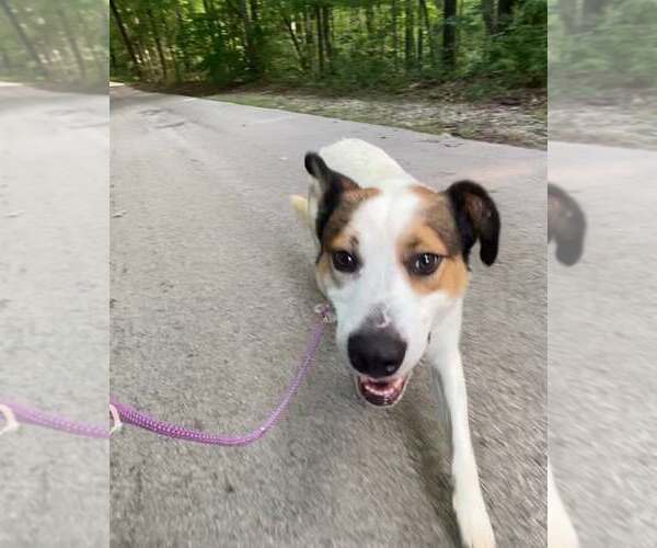 Medium Photo #1 Mutt Puppy For Sale in Frenchburg, KY, USA