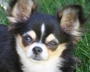 Medium Photo #1 Chihuahua Puppy For Sale in TACOMA, WA, USA