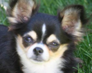 Small Photo #1 Chihuahua Puppy For Sale in TACOMA, WA, USA