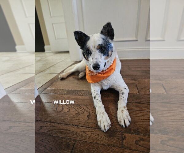 Medium Photo #2 Mutt Puppy For Sale in Garden City, NY, USA