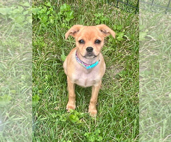 Medium Photo #3 Colonial Cocker Spaniel-Dachshund Mix Puppy For Sale in Gloversville, NY, USA