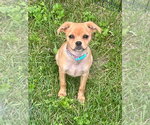 Small #2 Colonial Cocker Spaniel-Dachshund Mix