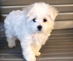 Maltese Puppy for sale in FORT LEE, NJ, USA