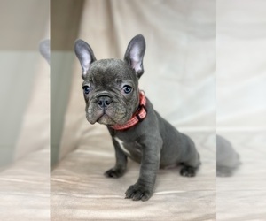 French Bulldog Puppy for sale in METUCHEN, NJ, USA
