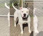 Small #8 American Pit Bull Terrier Mix
